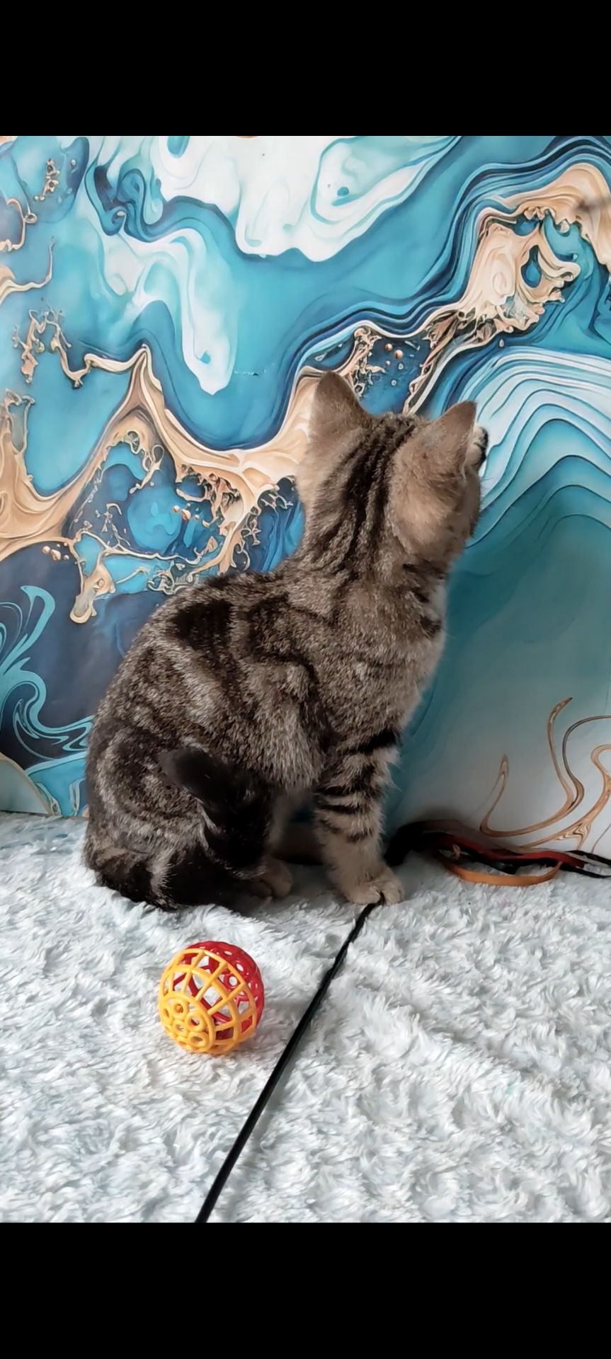 Шотландська мармурова прямовуха дівчинка