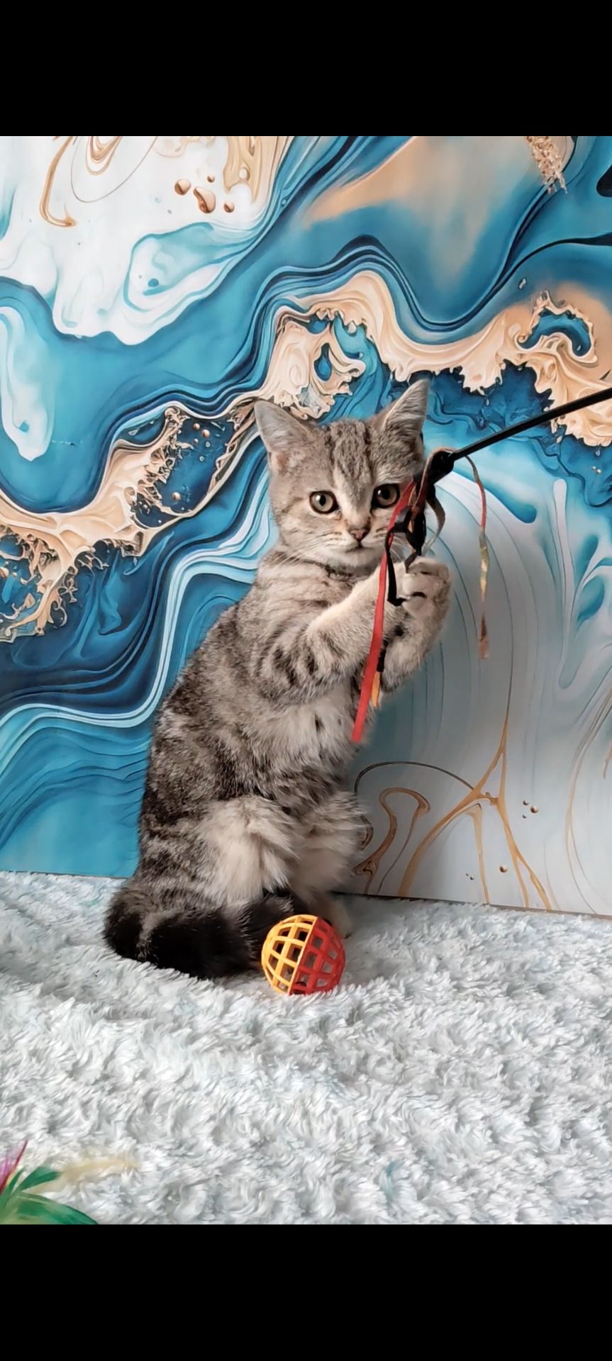 Шотландська мармурова прямовуха дівчинка