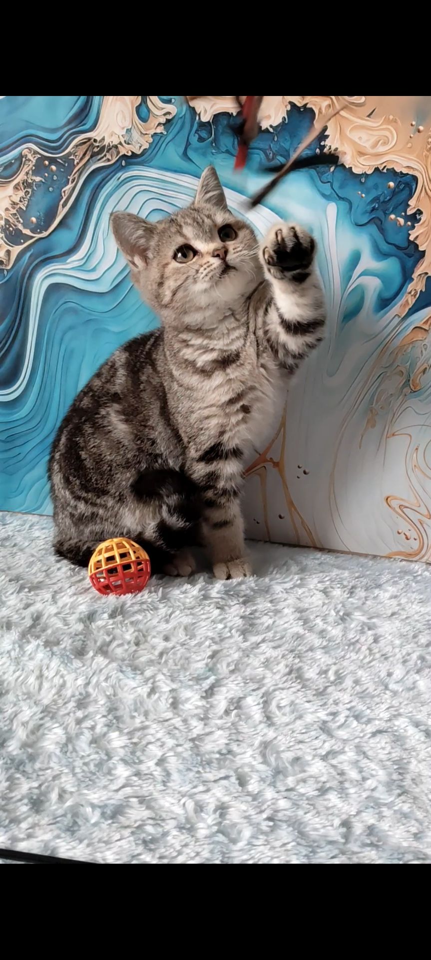 Шотландська мармурова прямовуха дівчинка