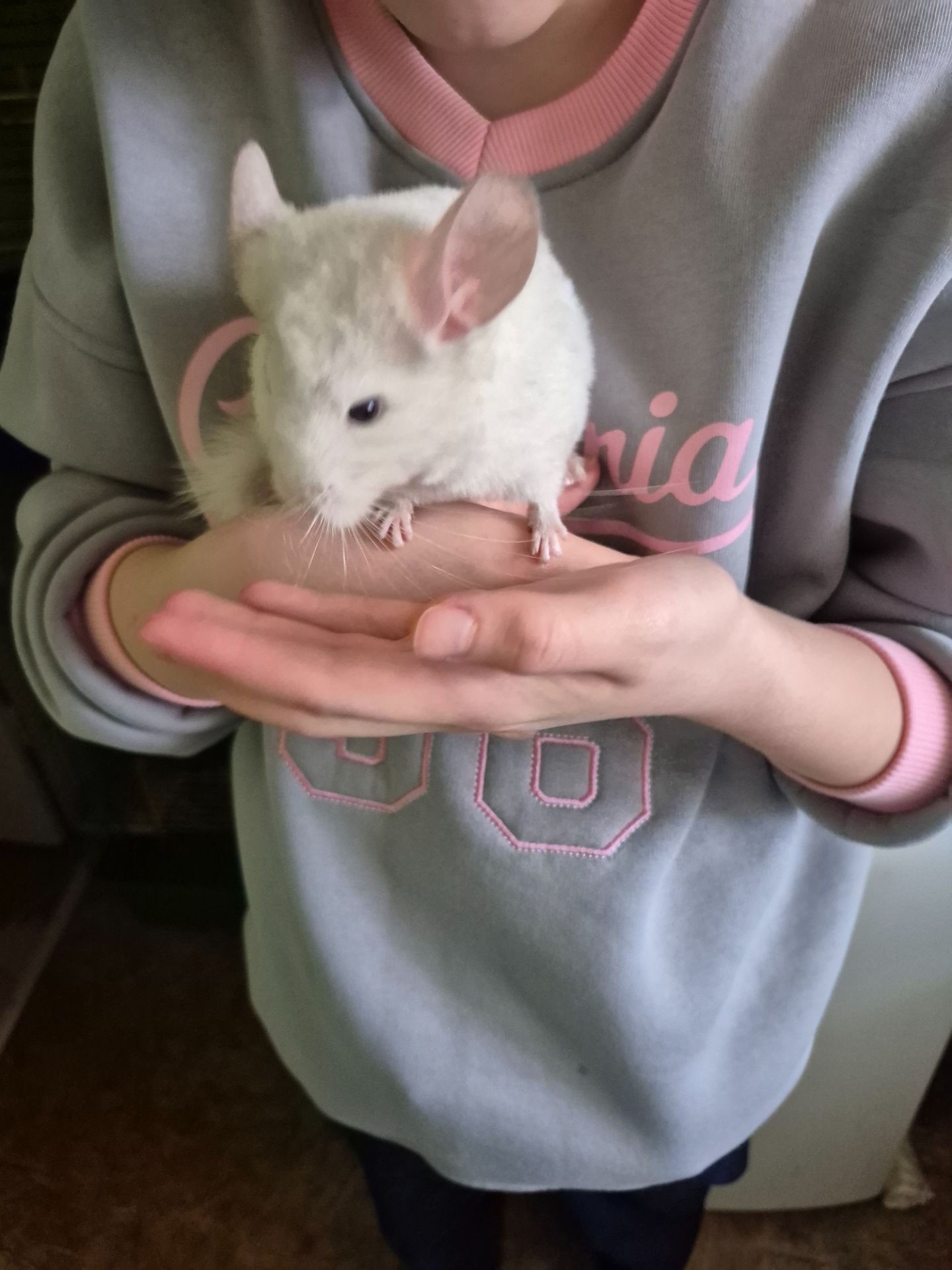 Шиншила хлопчик 2 місяці