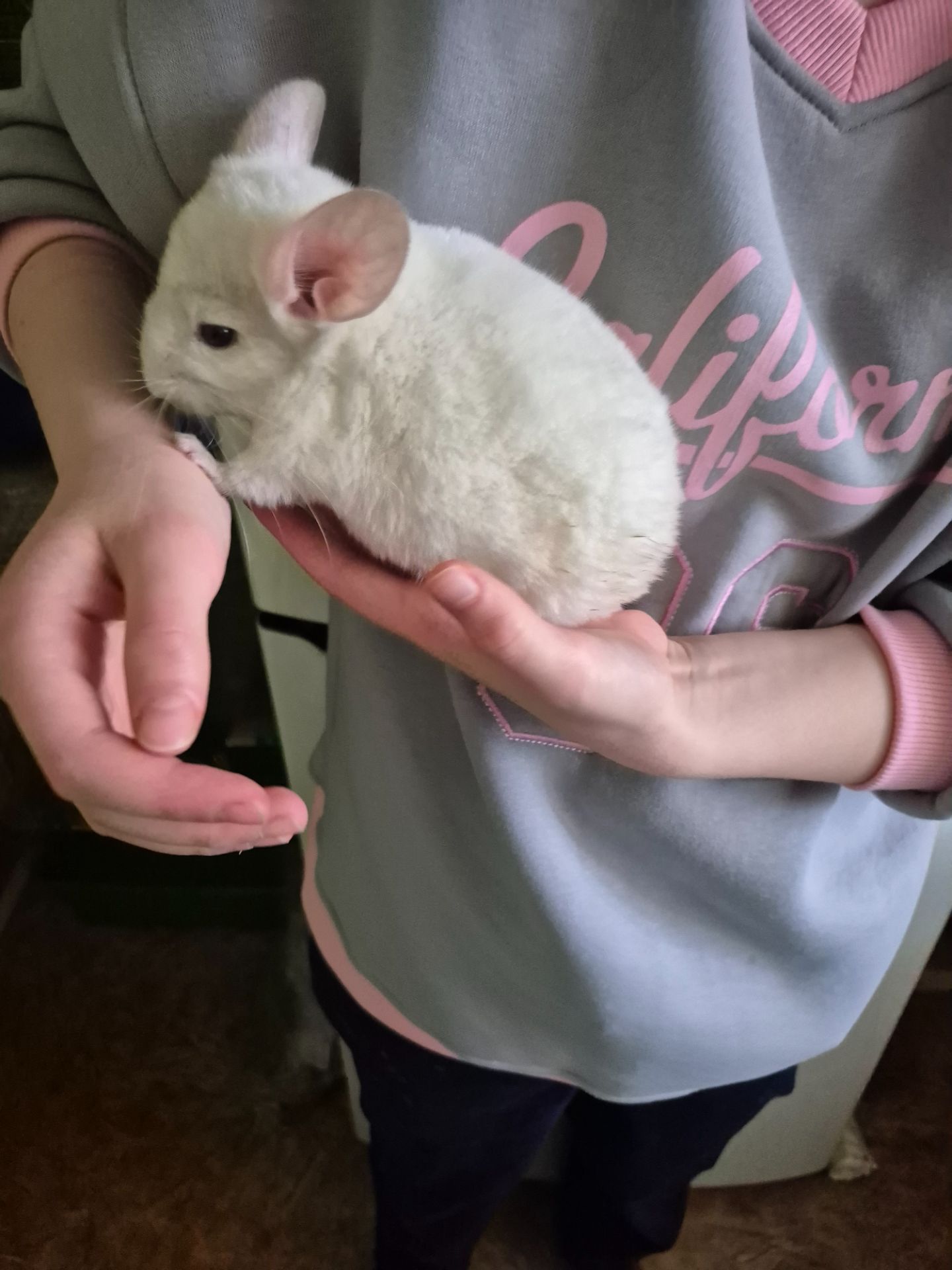 Шиншила хлопчик 2 місяці