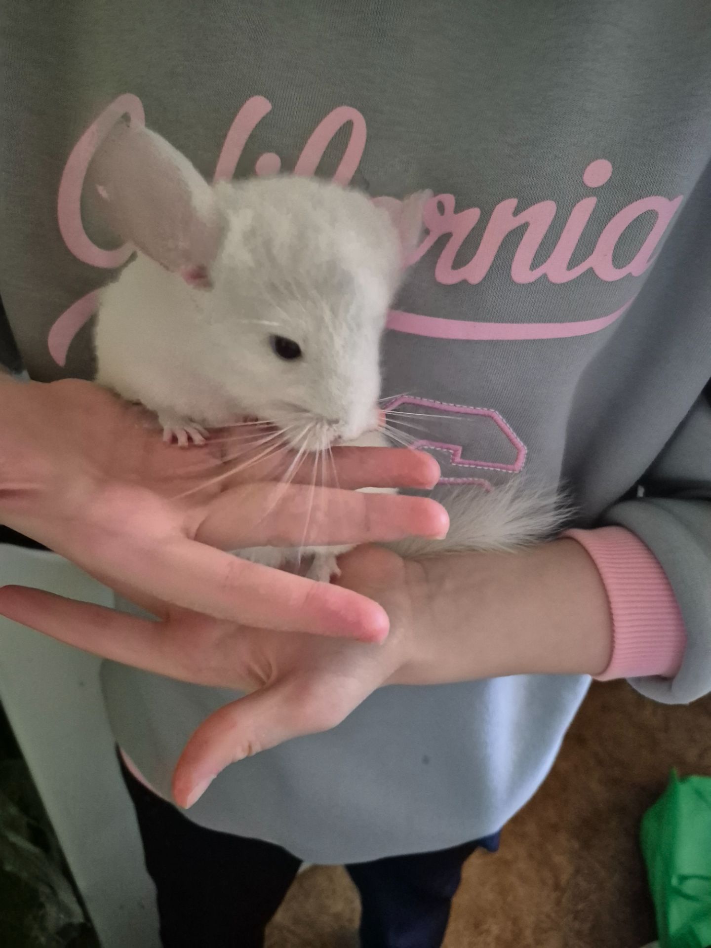 Шиншила хлопчик 2 місяці