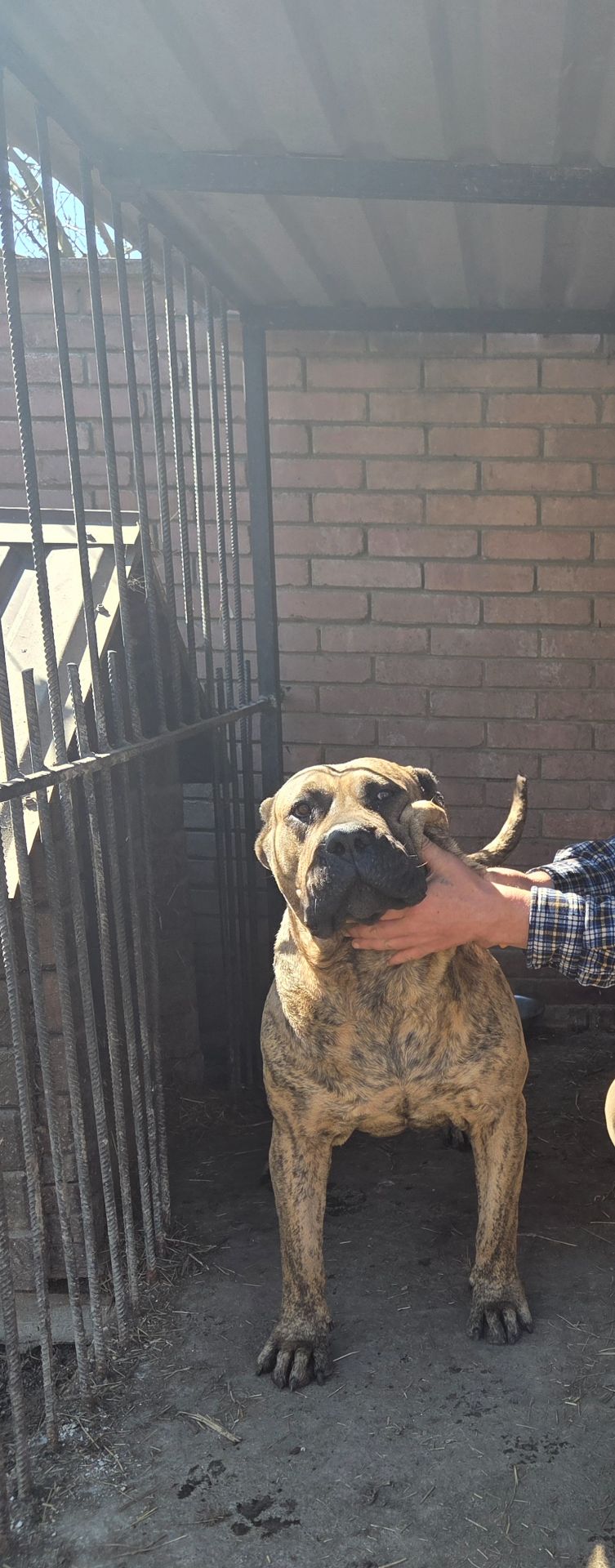 Цуценята породи Канарський дог