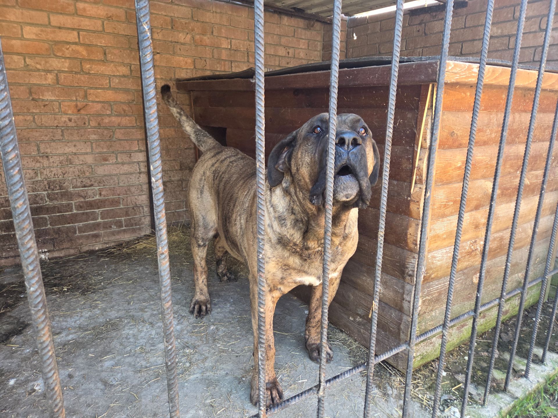 Цуценята породи Канарський дог