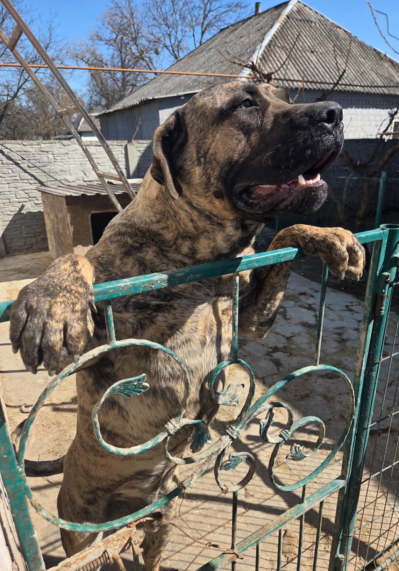 Цуценята породи Канарський дог