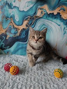 Шотландська мармурова прямовуха дівчинка