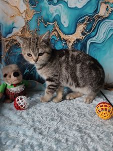 Шотландська мармурова прямовуха дівчинка