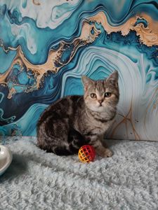 Шотландська мармурова прямовуха дівчинка