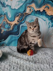 Шотландська мармурова прямовуха дівчинка