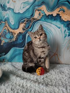 Шотландська мармурова прямовуха дівчинка