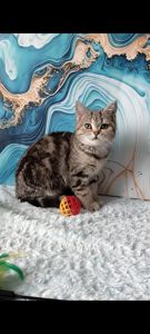 Шотландська мармурова прямовуха дівчинка