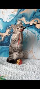 Шотландська мармурова прямовуха дівчинка