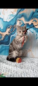 Шотландська мармурова прямовуха дівчинка