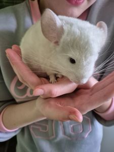 Шиншила хлопчик 2 місяці