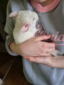 Шиншила хлопчик 2 місяці