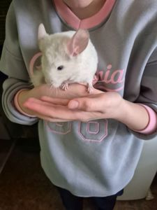 Шиншила хлопчик 2 місяці