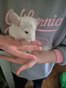 Шиншила хлопчик 2 місяці