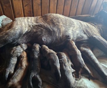 Цуценята породи Канарський дог