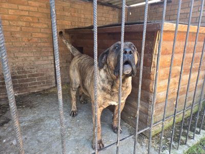 Цуценята породи Канарський дог