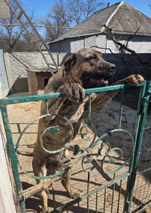 Цуценята породи Канарський дог