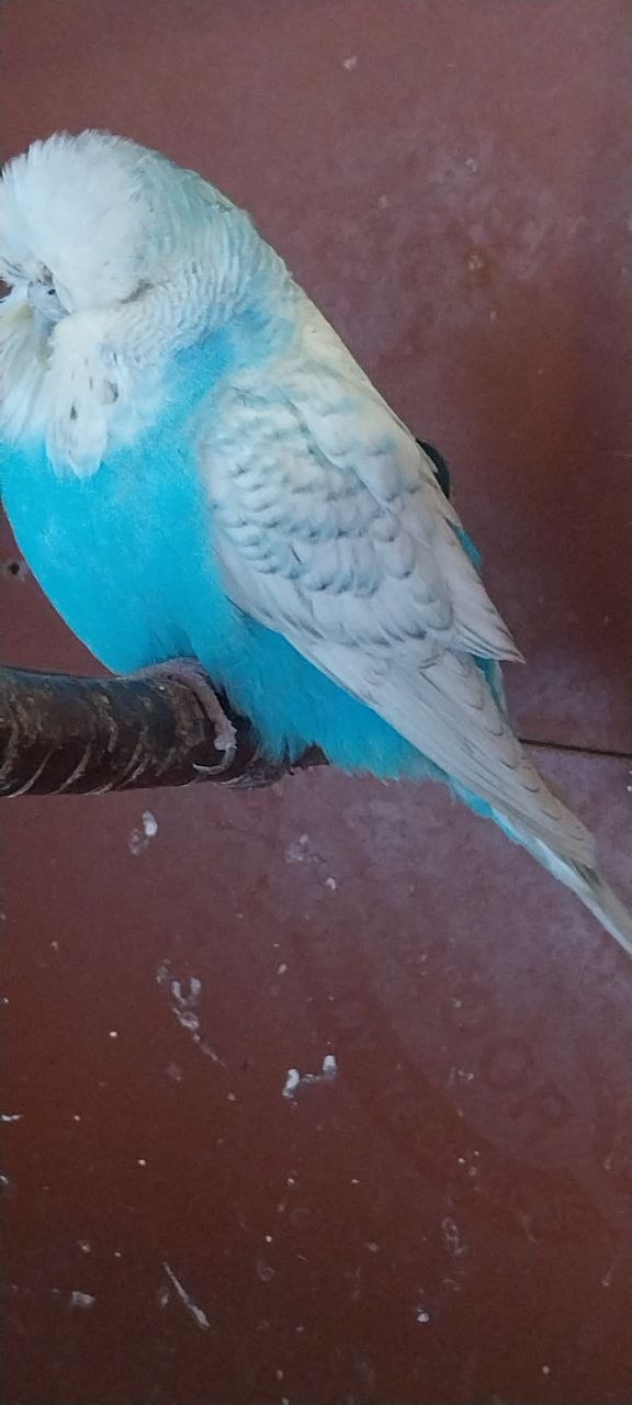 Чешки спенгли