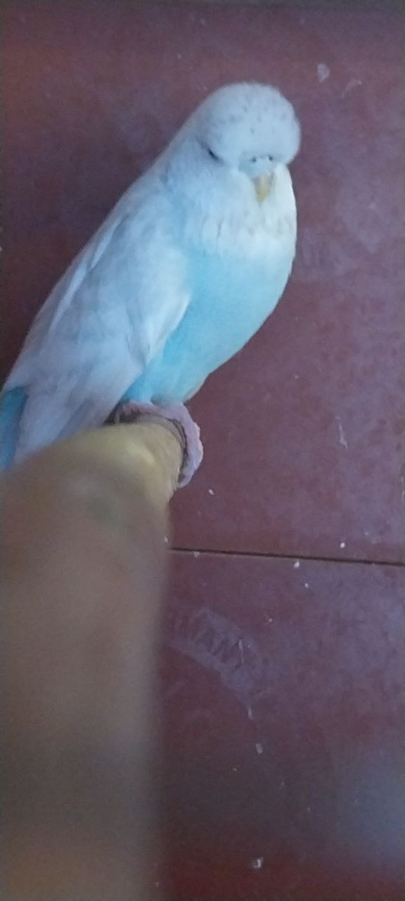 Чешки спенгли