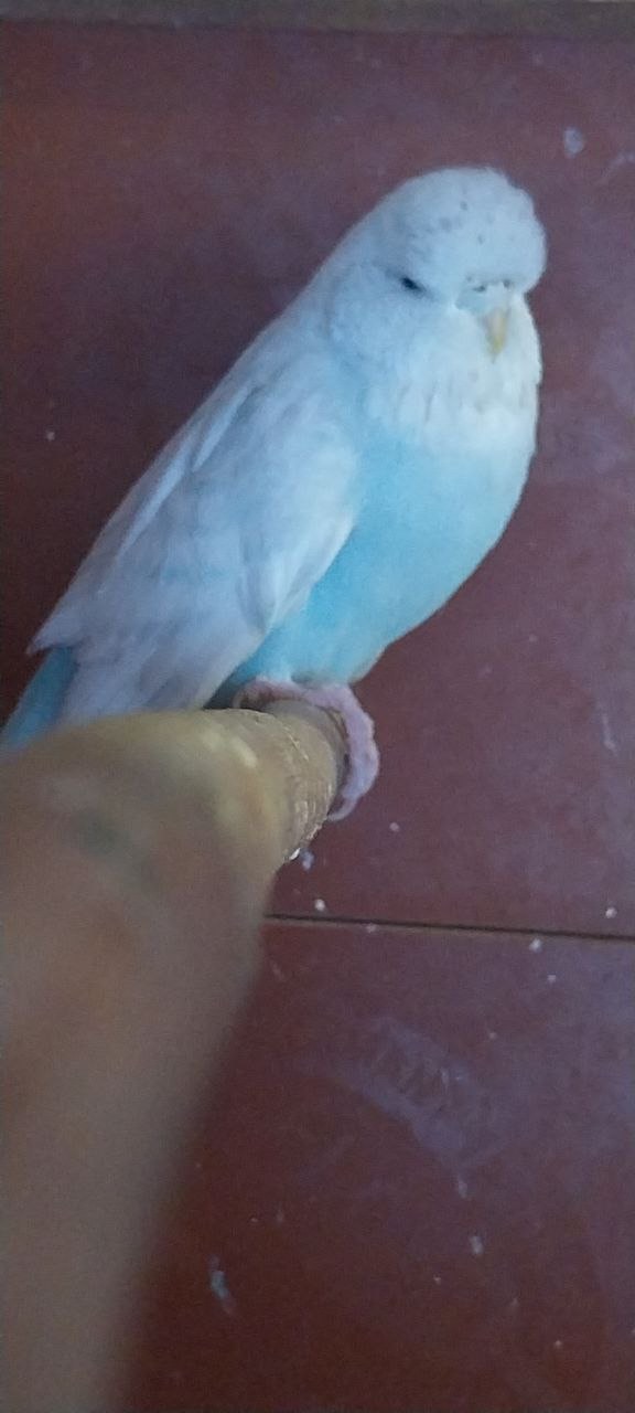 Чешки спенгли