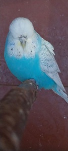 Чешки спенгли