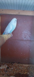 Чешки спенгли