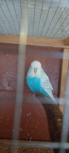 Чешки спенгли