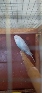 Чешки спенгли