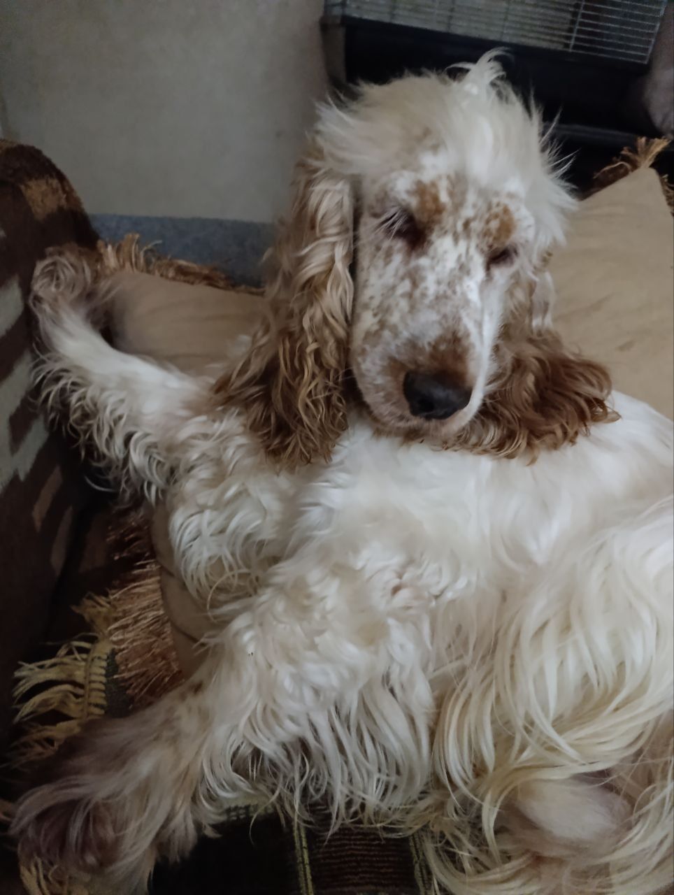 Щенки английского кокер спаниеля