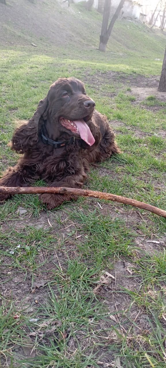 Щенки английского кокер спаниеля