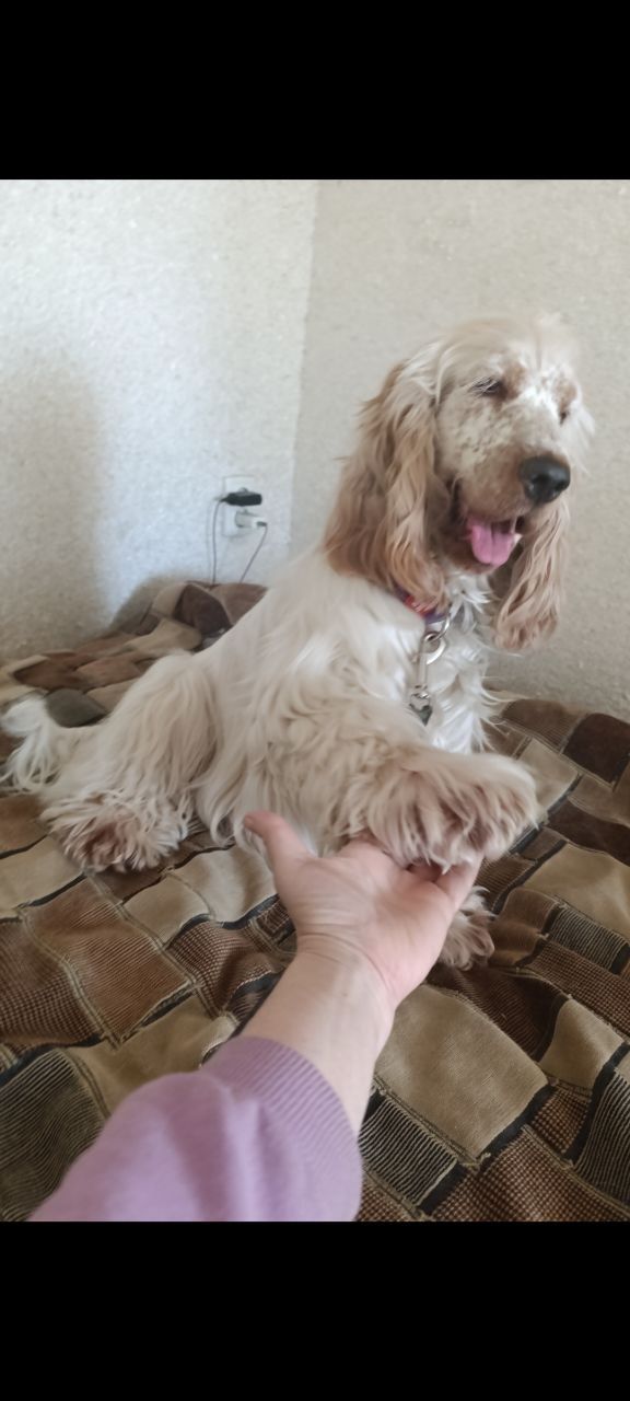 Щенки английского кокер спаниеля