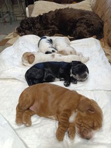 Щенки английского кокер спаниеля