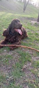 Щенки английского кокер спаниеля