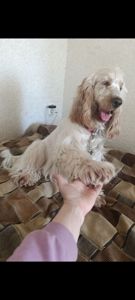 Щенки английского кокер спаниеля