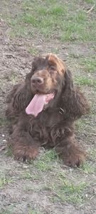 Щенки английского кокер спаниеля