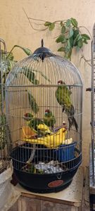 Птенцы какариков разноцветные