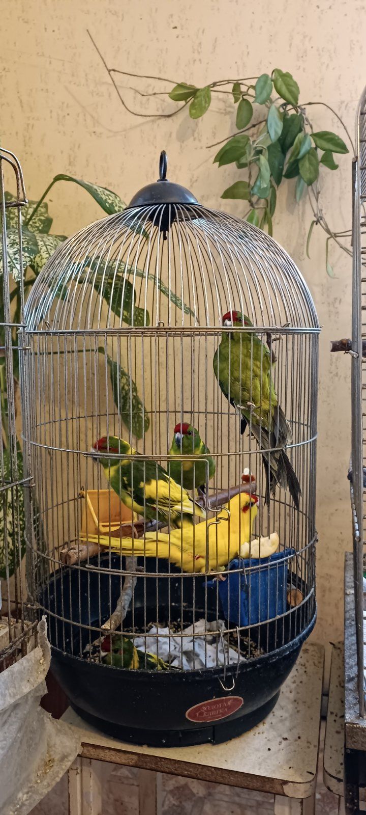 Птенцы какариков разноцветные