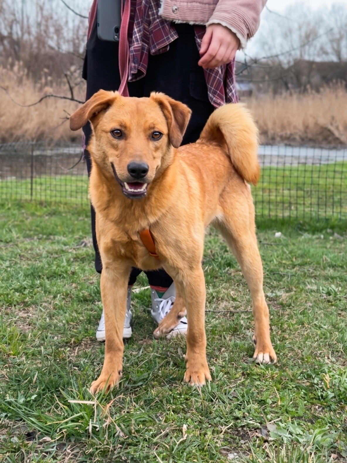 Дуже гарний рудий Лукас!