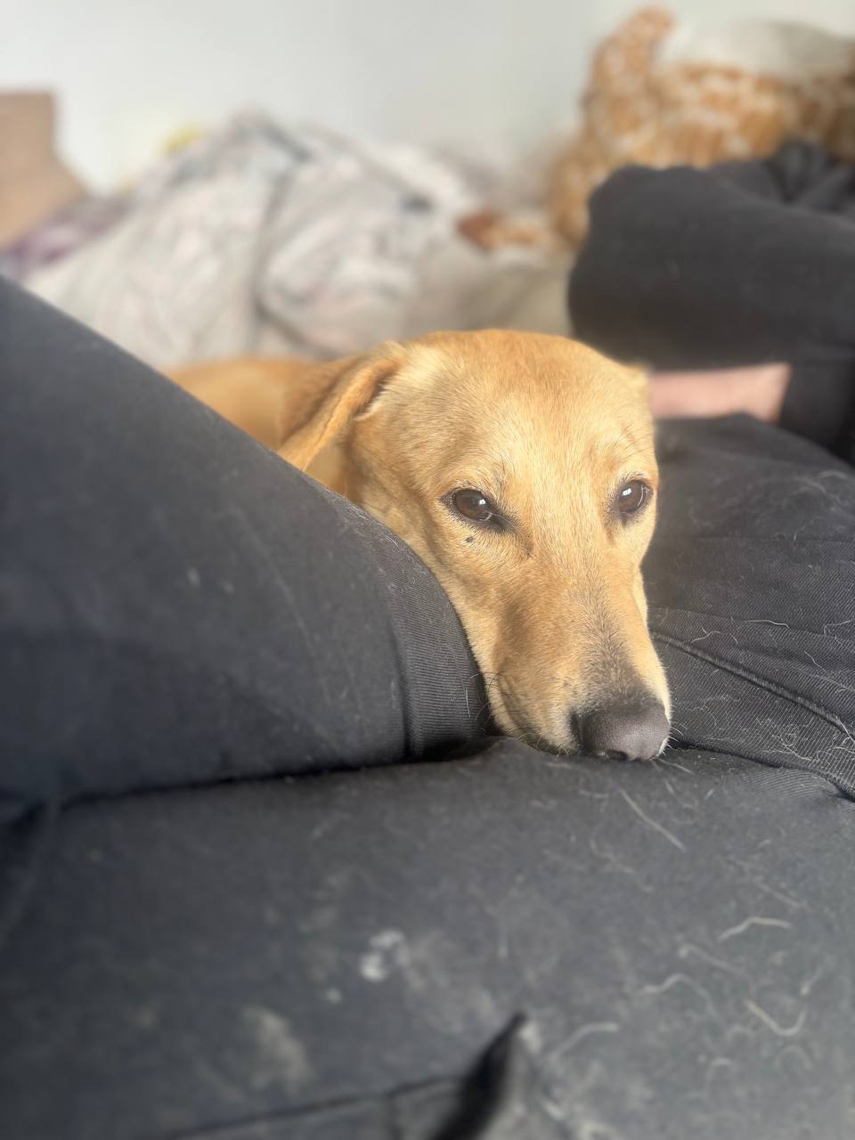 Красень ЛЄО мріє про родину!