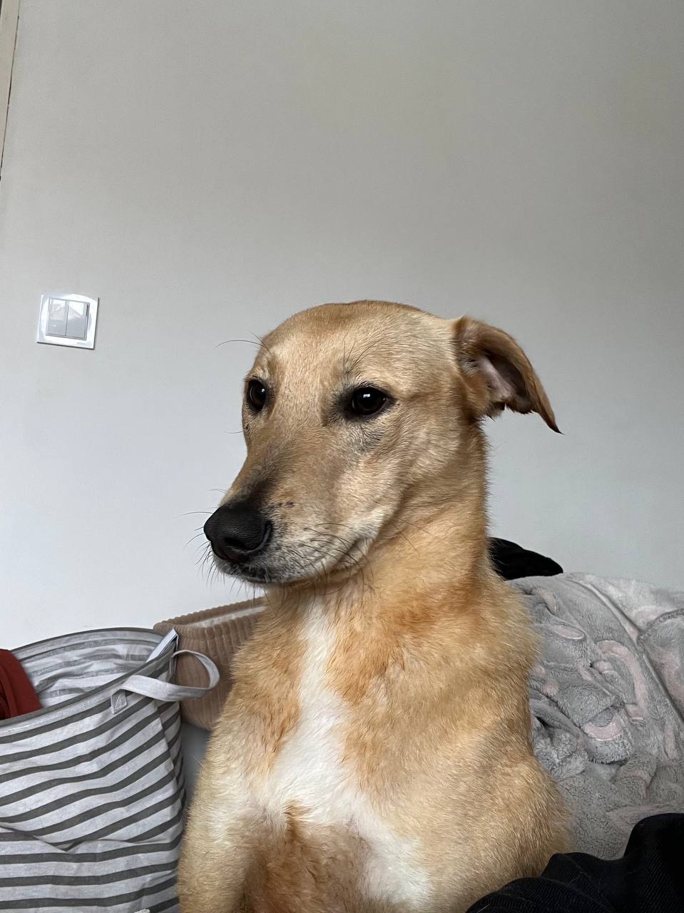 Красень ЛЄО мріє про родину!