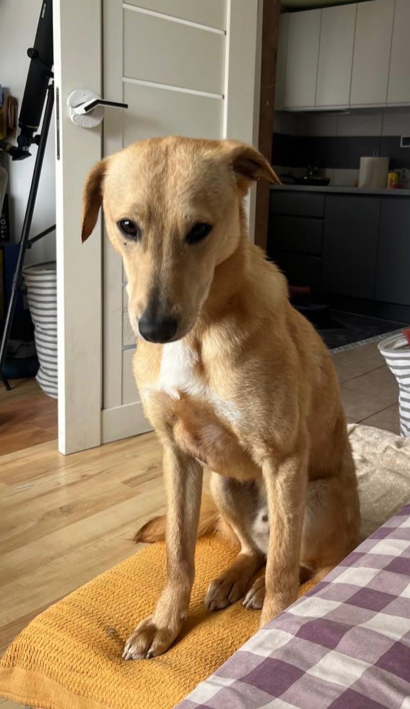 Песики, що врятовані з зони бойових дій!