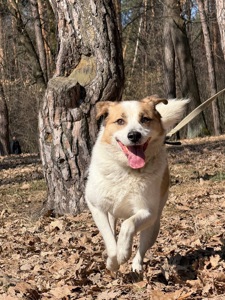 Дружок з зони бойових дій шукає нову родину!