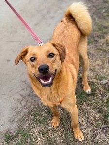 Дуже гарний рудий Лукас!