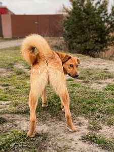 Дуже гарний рудий Лукас!