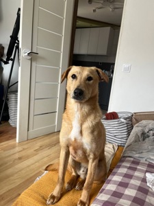 Красень ЛЄО мріє про родину!