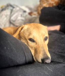 Песики, що врятовані з зони бойових дій!