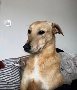 Песики, що врятовані з зони бойових дій!